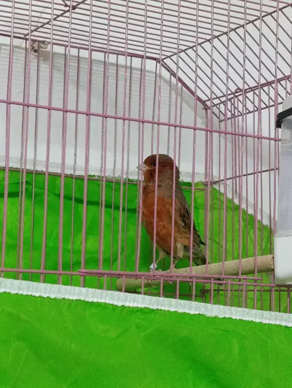 قناری نر سوخته|پرنده|بم, |دیوار