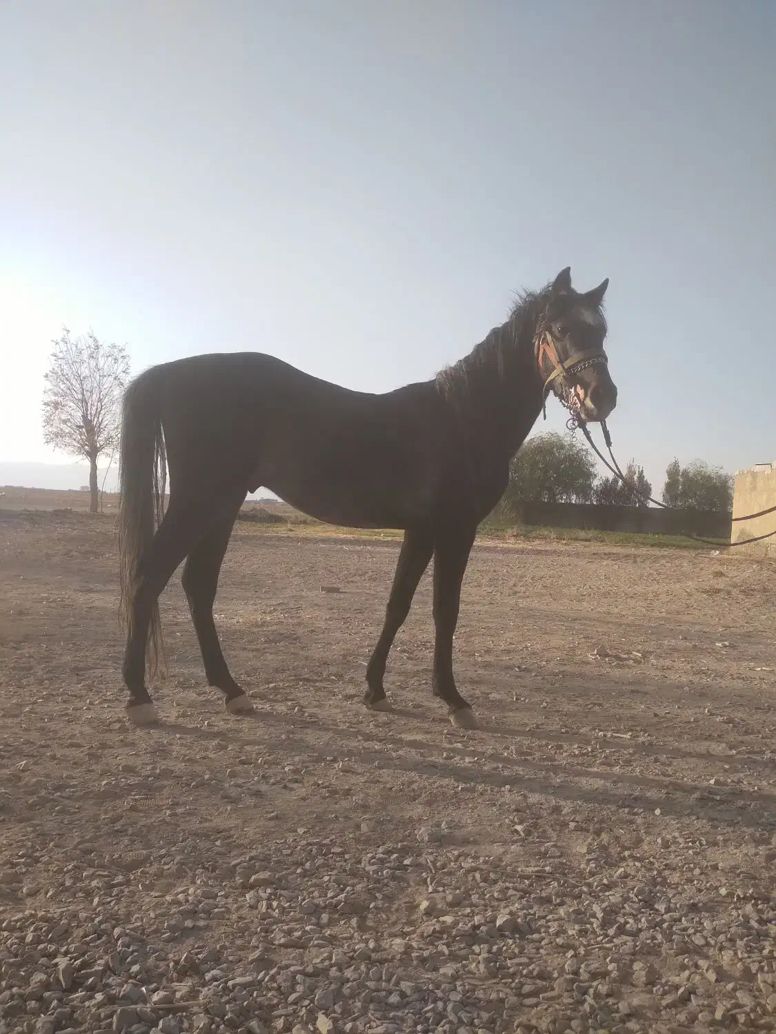 کره نریان سه ساله|اسب و تجهیزات اسب‌سواری|اراک, |دیوار