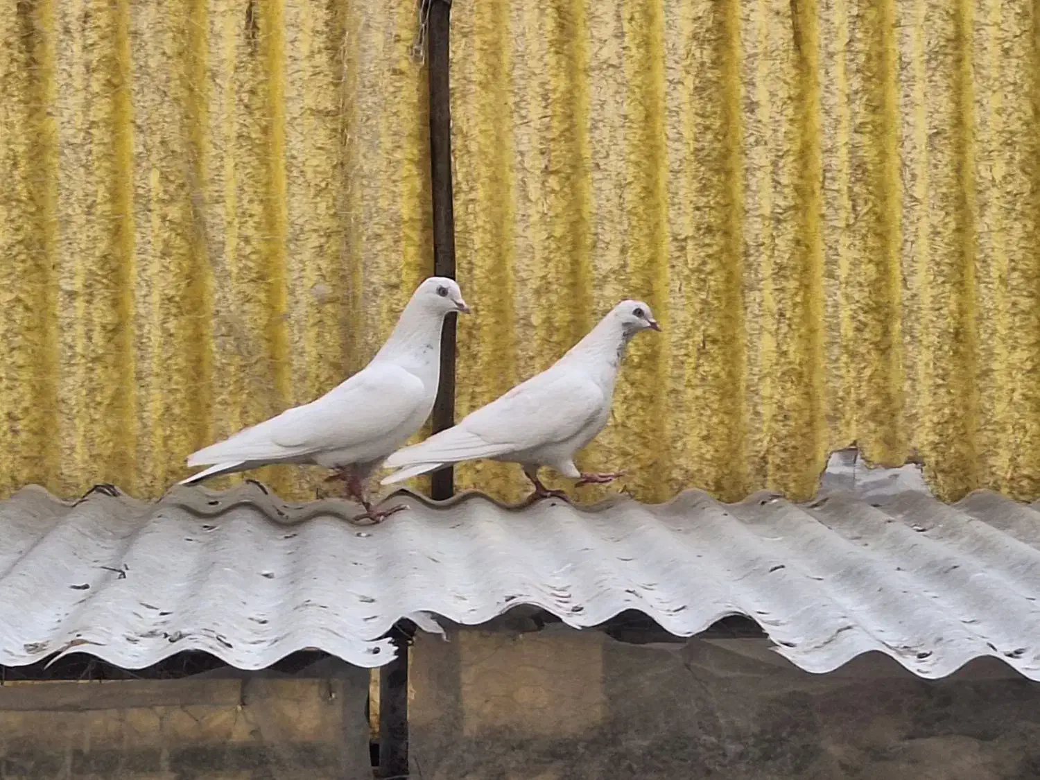 کبوتر|پرنده|تهران, امام حسین|دیوار