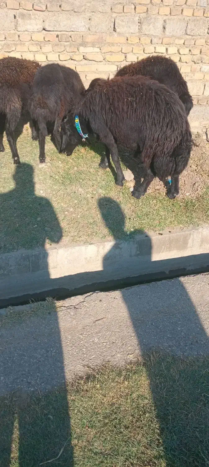 قوچ شیشک قره قزل|حیوانات مزرعه|رامیان, |دیوار