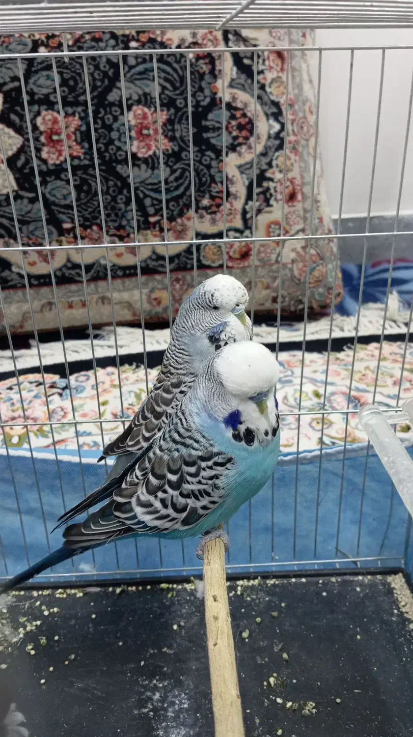 مرغ عشق انگلیسی|پرنده|ساروق, |دیوار