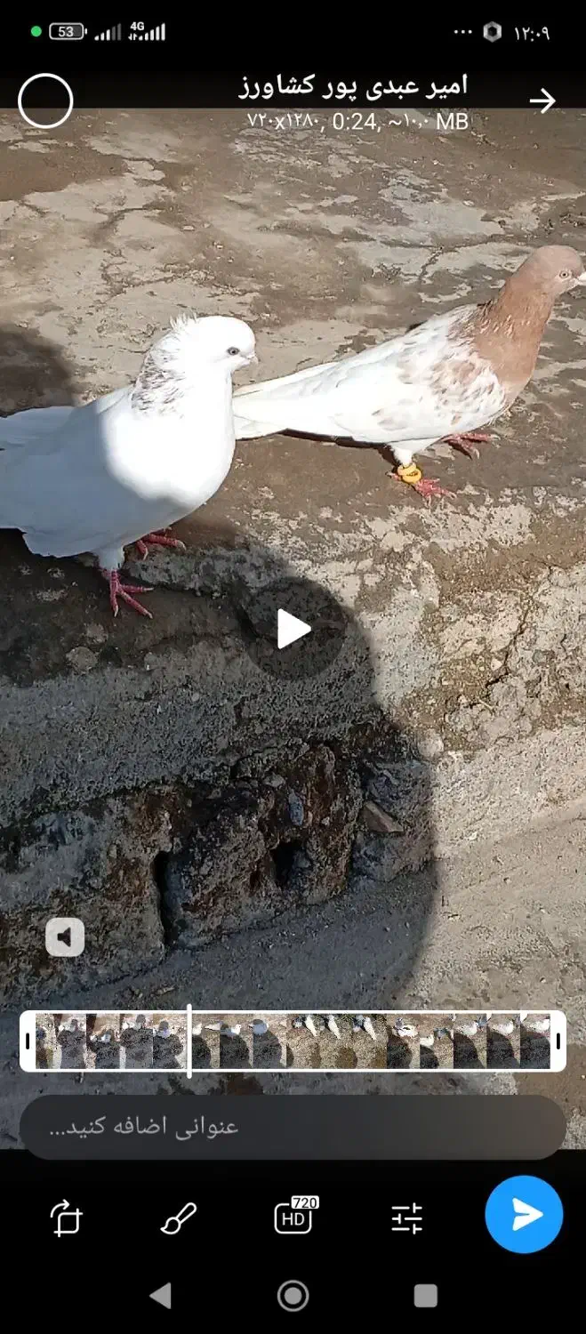 فروشی|پرنده|باروق, |دیوار