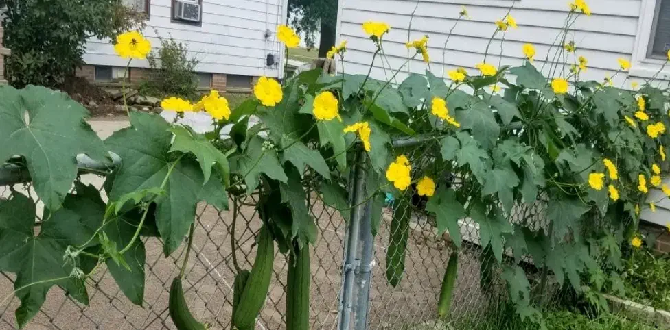 بذر پیچک. لوفا|گل و گیاه طبیعی|شوشتر, |دیوار