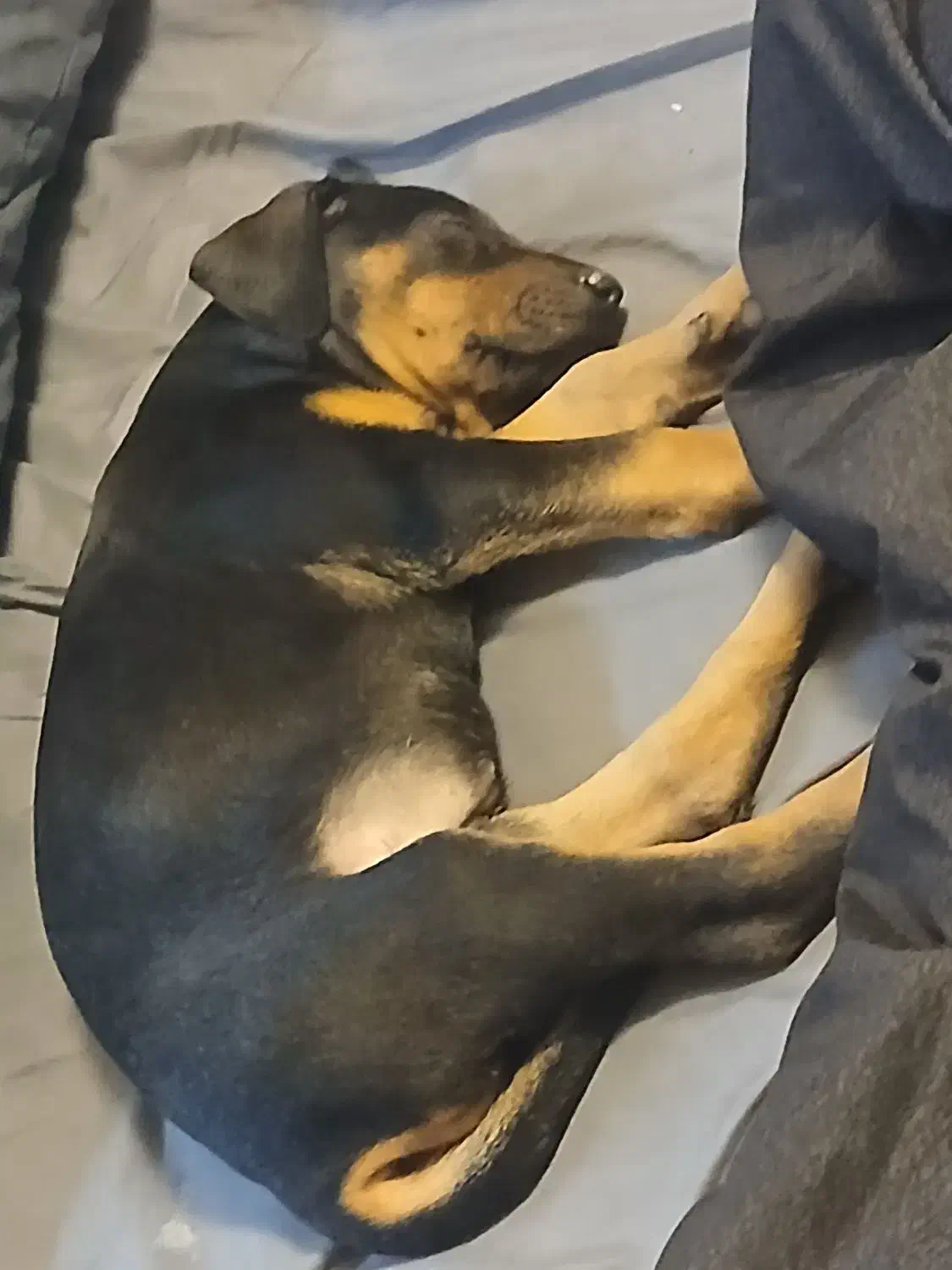 واگذاری سگ دوبرمن|سگ|مشهد, شهرآرا|دیوار