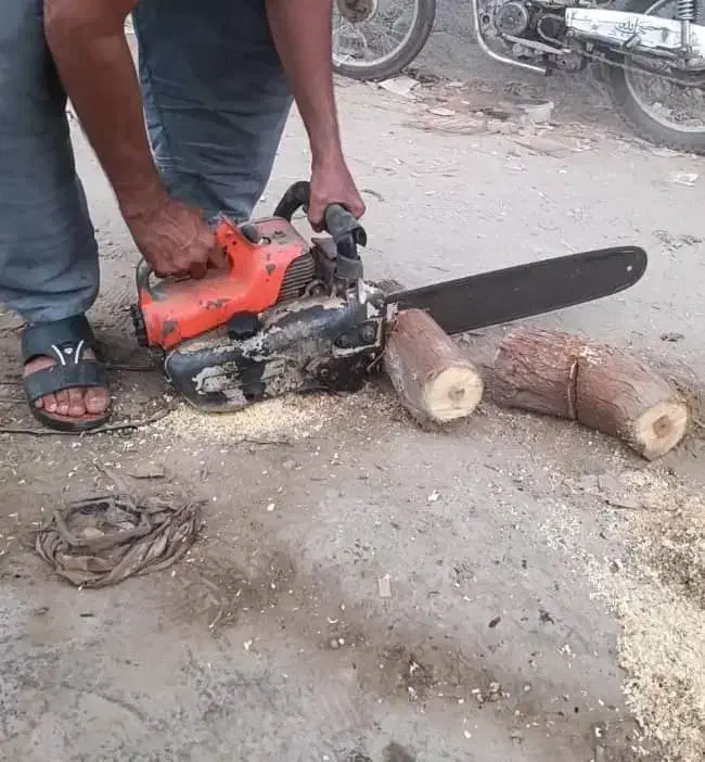 قطع درختان مزاحم|خدمات باغبانی و درختکاری|قشم, |دیوار