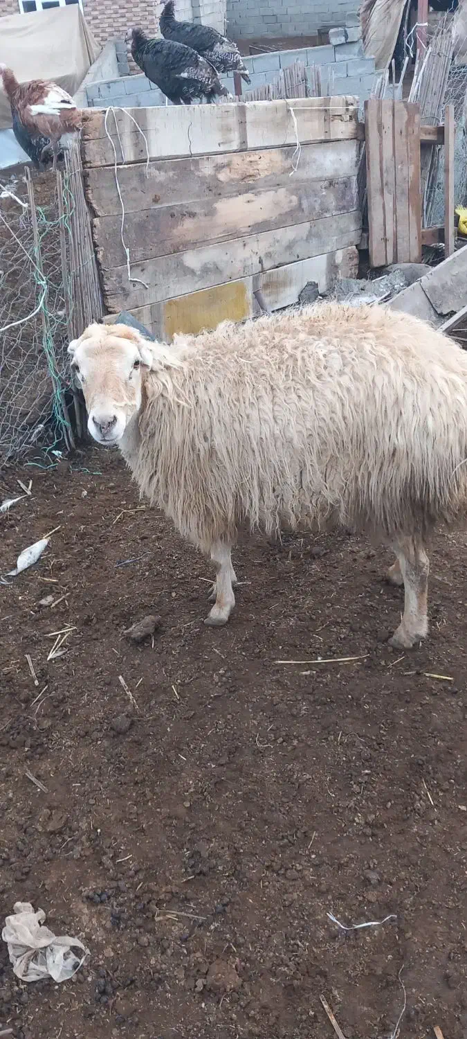 گوسفند|حیوانات مزرعه|گرمادوز, |دیوار