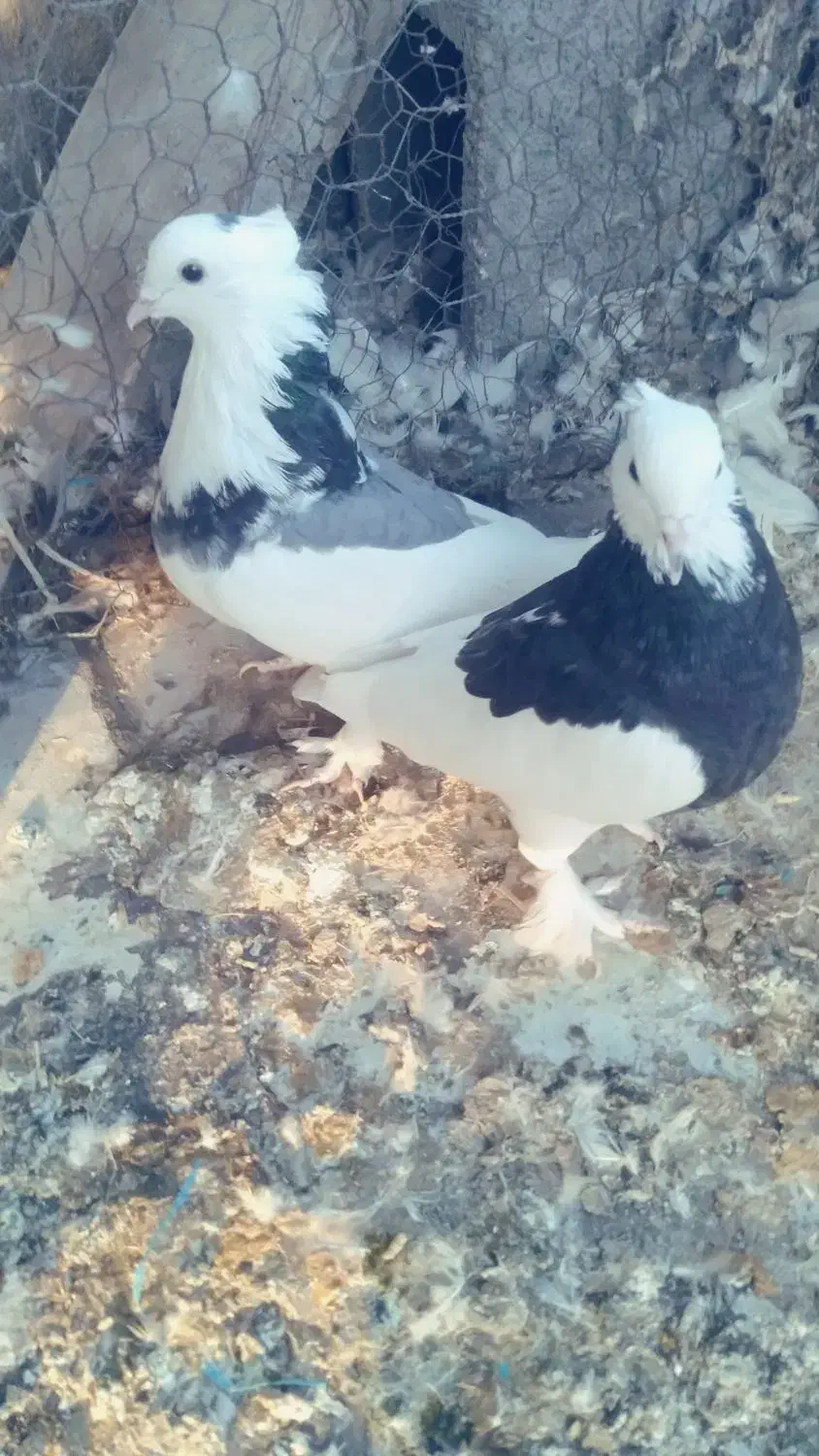 طوقی|پرنده|سامان, |دیوار