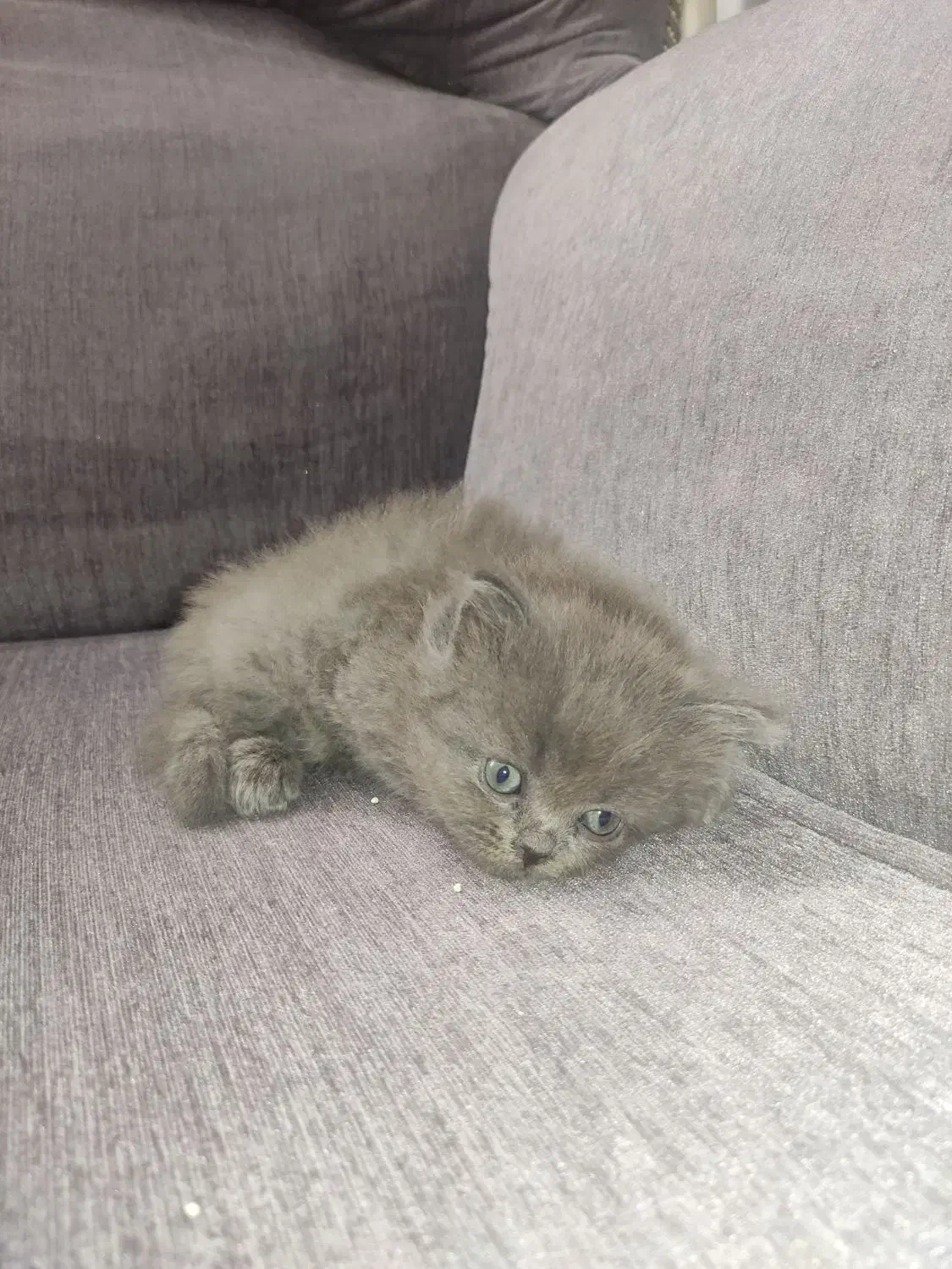 واگذاری گربه|گربه|محمدشهر, سیدآباد|دیوار