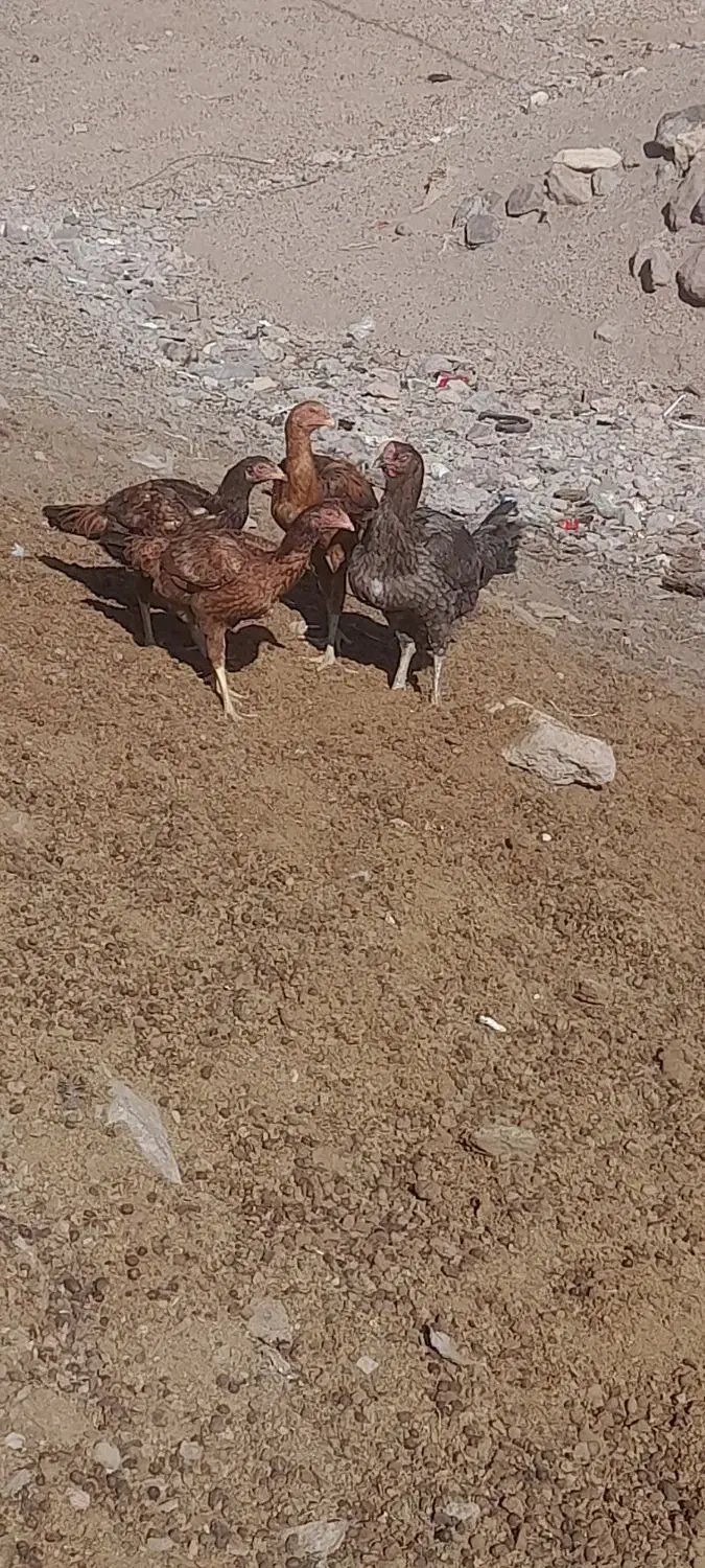 مرغ لاری|حیوانات مزرعه|میانه, |دیوار