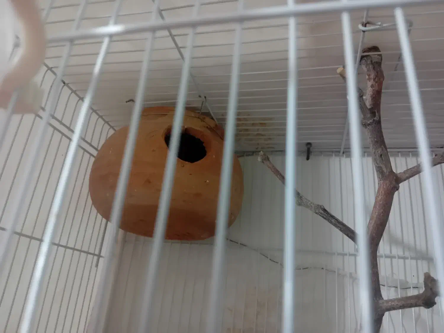 مرغ عشق خوشگل و خوشرنگ با لوازم|پرنده|مشکان, |دیوار