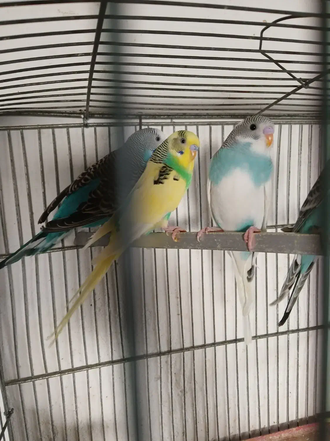 مرغ عشق های کارداده وآماده|پرنده|اقبالیه, |دیوار