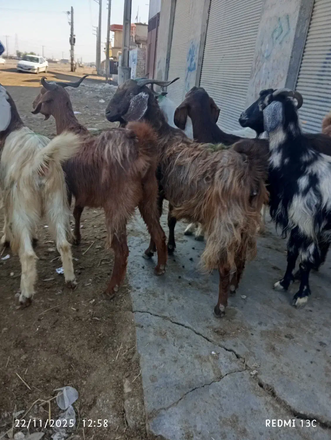 10راس بزجوان|حیوانات مزرعه|گنبد کاووس, |دیوار