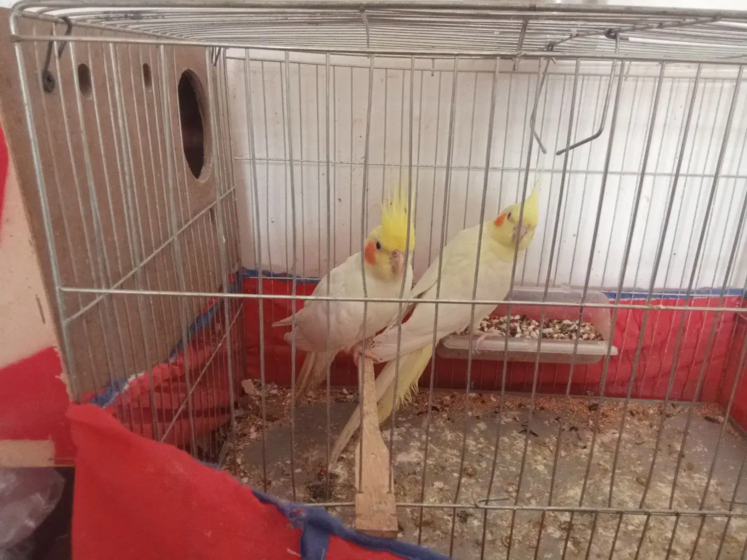 عروس پاریس جفت|پرنده|سوسنگرد, |دیوار