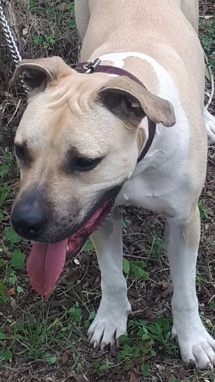 واگذاری سگ|سگ|آبادان, |دیوار