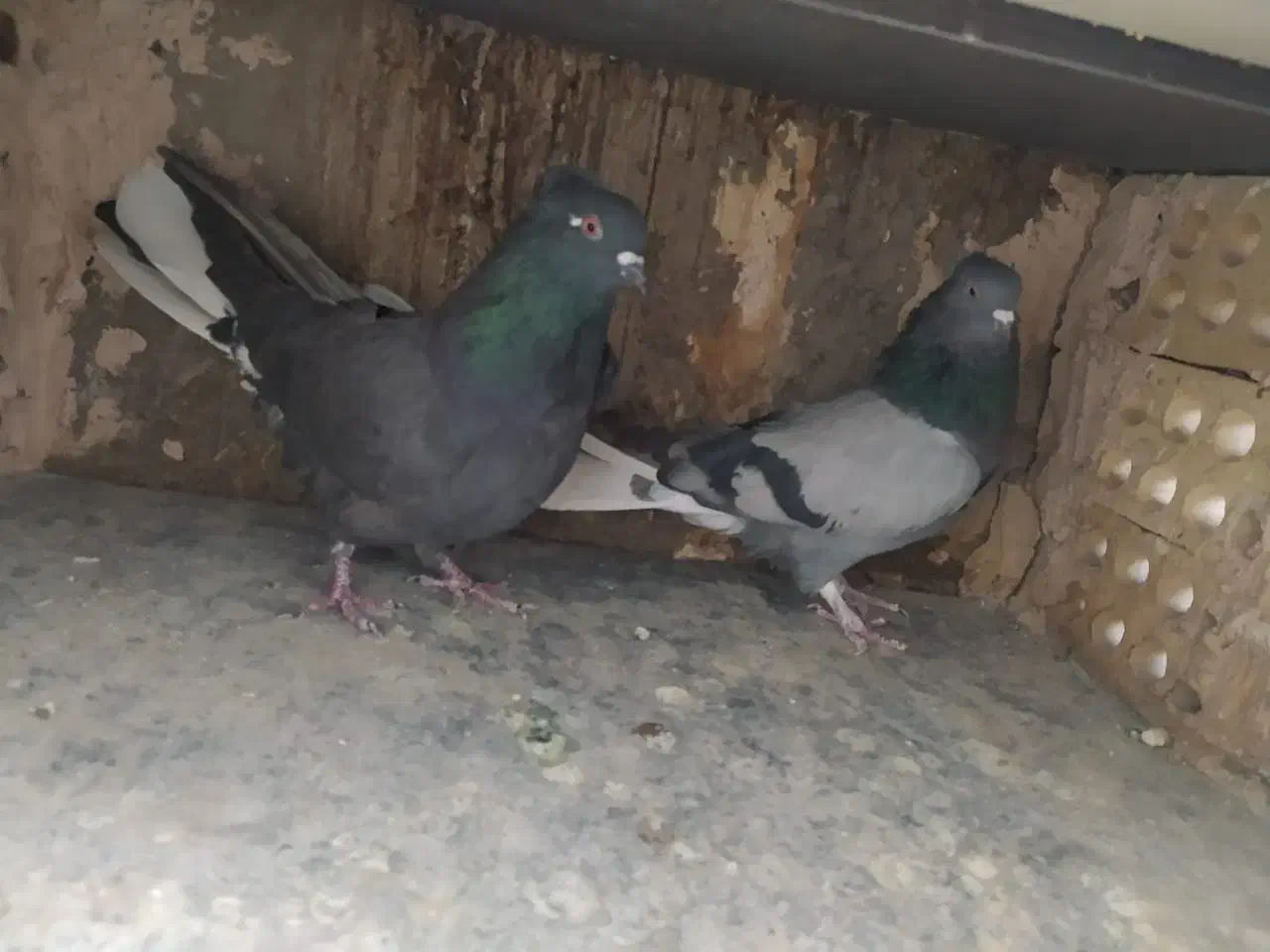 کبوتر اصفهانی|پرنده|اصفهان, ارغوانیه|دیوار