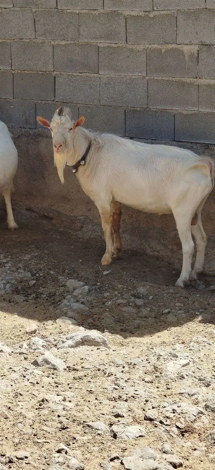 نر بز سانن اصل شرکتی|حیوانات مزرعه|درودزن, |دیوار