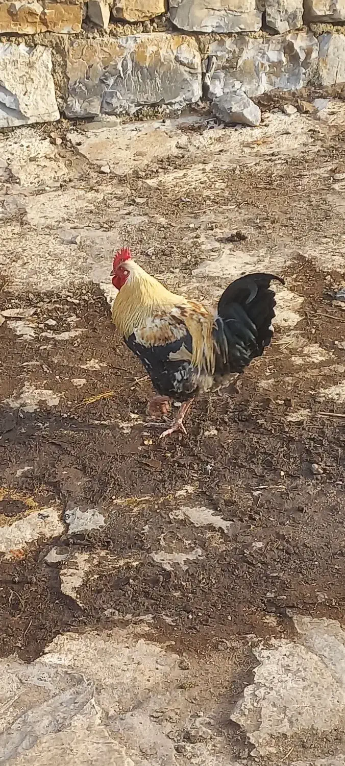 خروس|حیوانات مزرعه|کلاشی, |دیوار