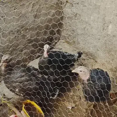 بوقلمون فروشی|حیوانات مزرعه|بم, |دیوار