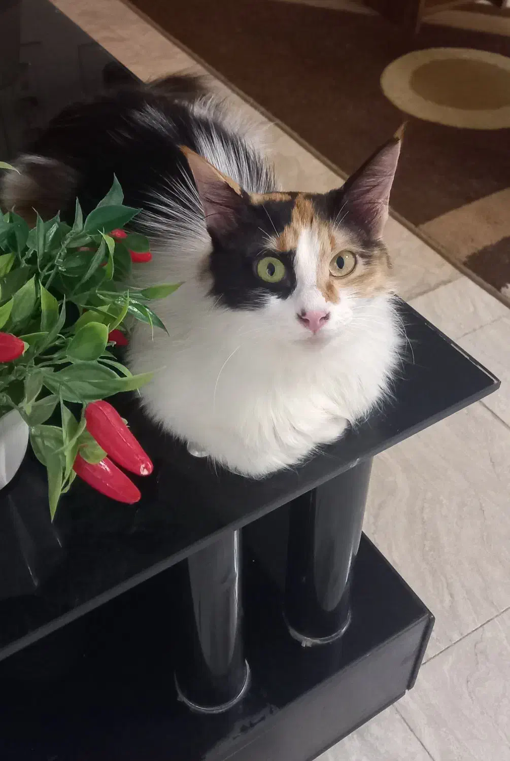 واگذاری گربه|گربه|گرگان, |دیوار