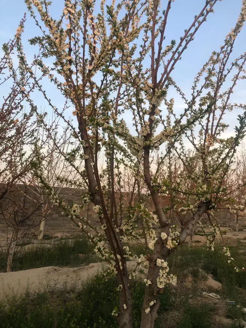 ۲۰۰۰مترباغ با سندتک برگ/زمین/باغچه|فروش زمین و ملک کلنگی|تهران, شهرک ولیعصر شمالی|دیوار
