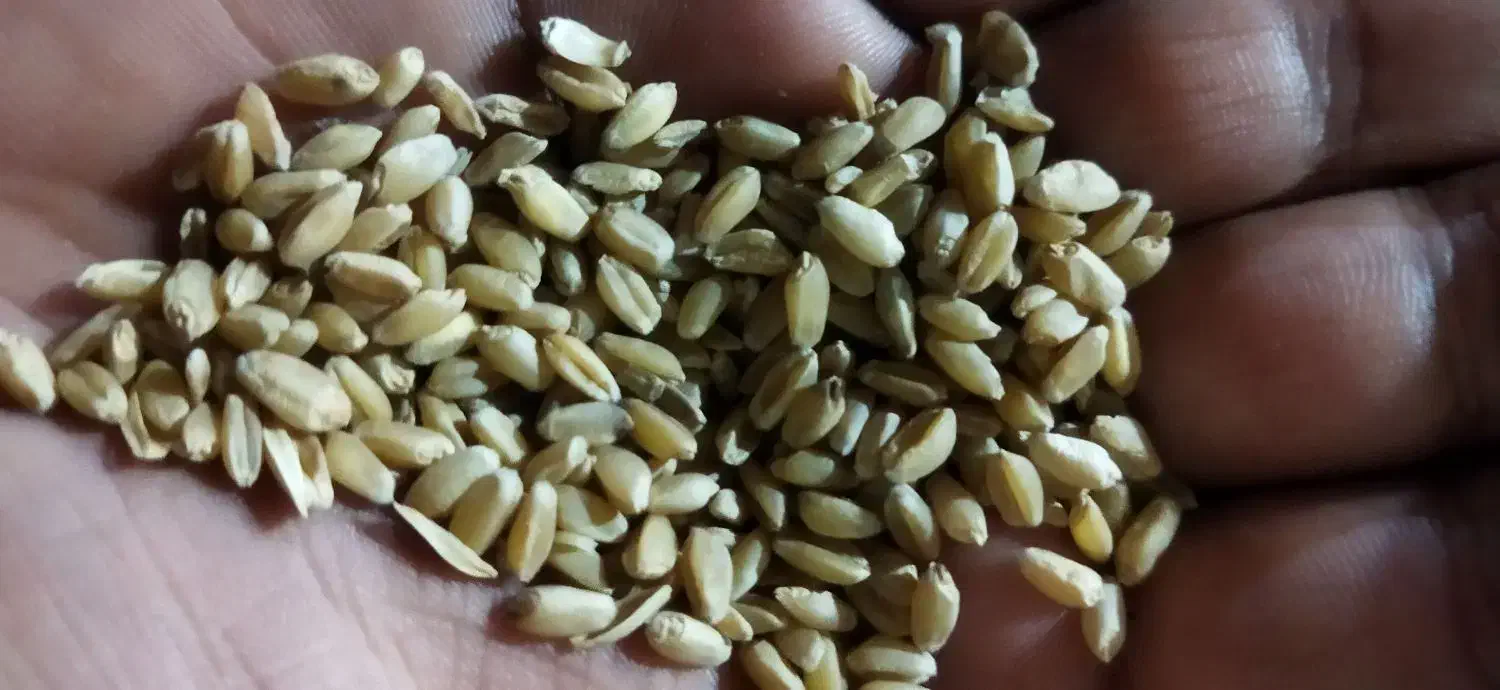 گندوم|حیوانات مزرعه|باوی, |دیوار