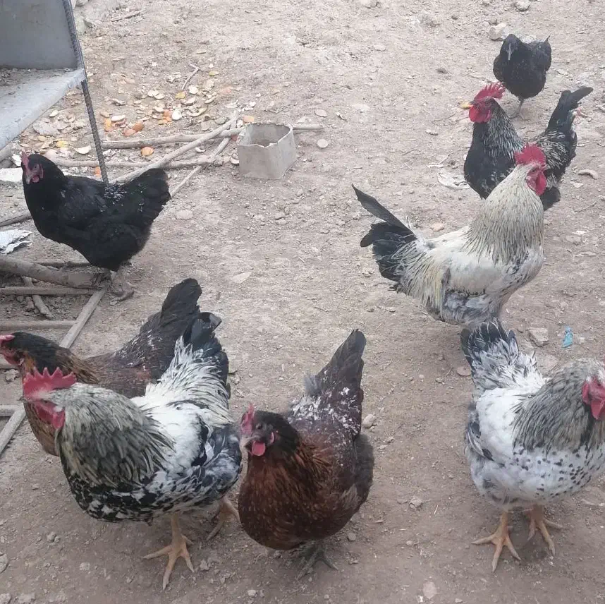 مرغ وخروس|حیوانات مزرعه|آشخانه, |دیوار