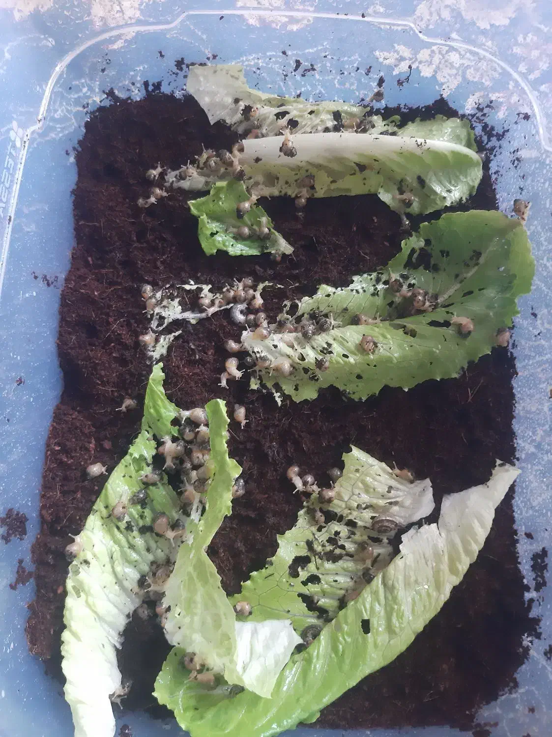 پرورش حلزون|خزنده|پارس‌آباد, |دیوار