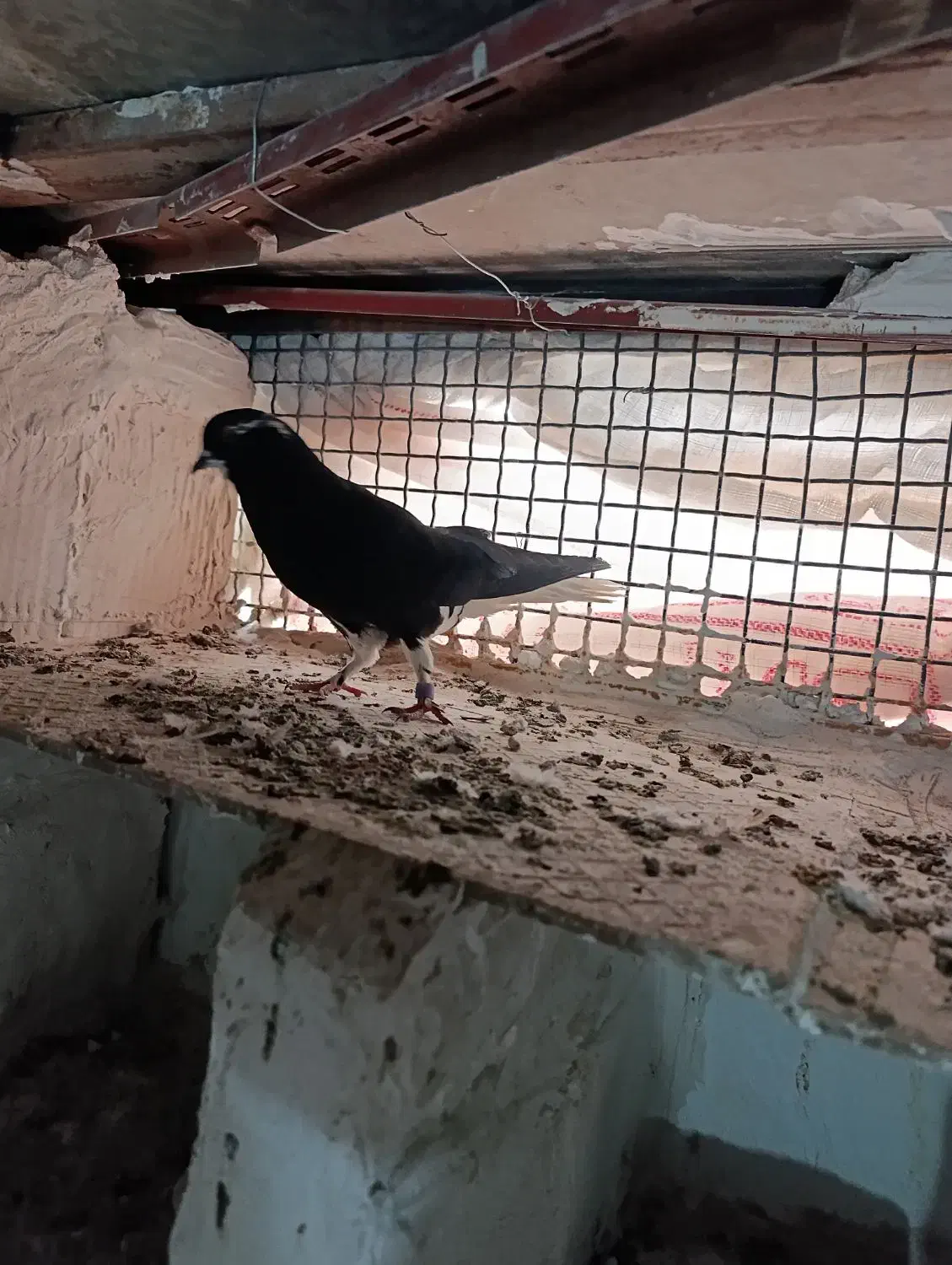 کفتر آلمانی|پرنده|بیرجند, |دیوار