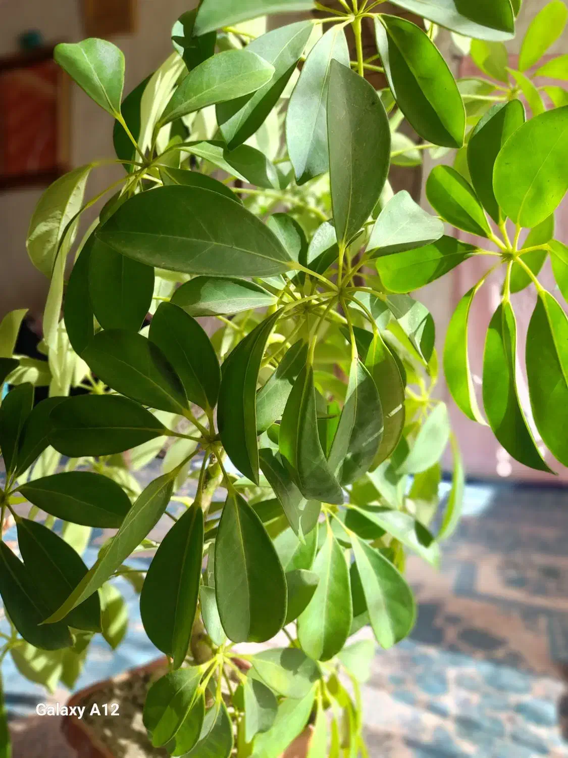 گل شفلرا|گل و گیاه طبیعی|بجنورد, |دیوار