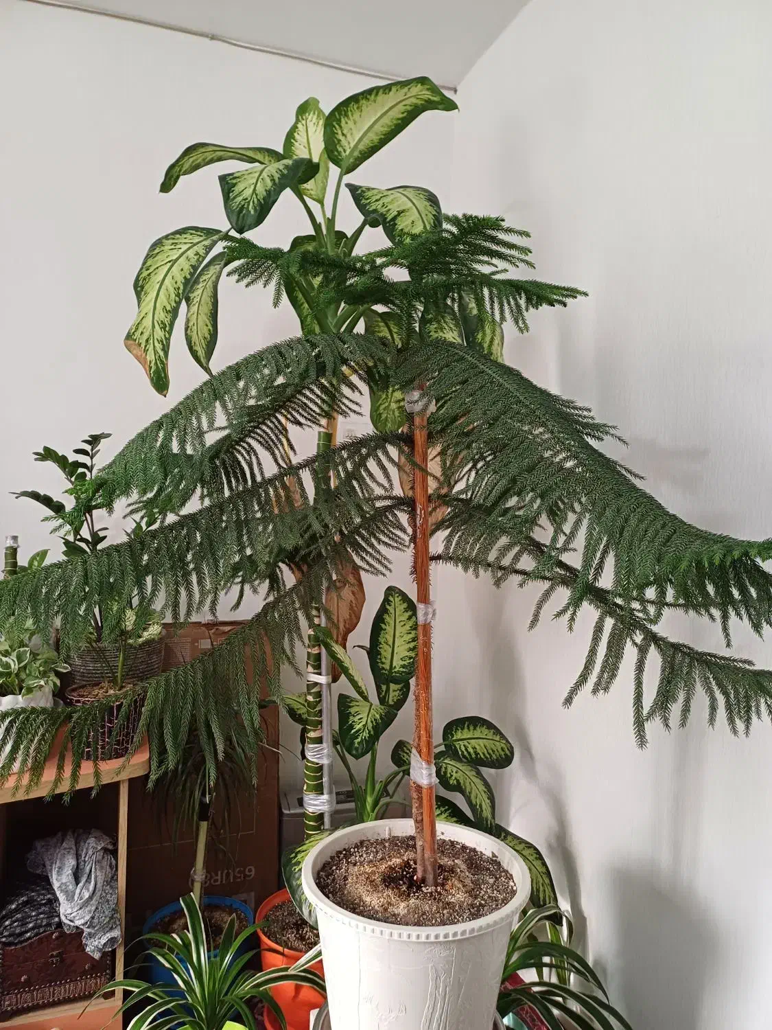 گل طبیعی گل دیفن باخیا|گل و گیاه طبیعی|مشهد, رضاشهر|دیوار