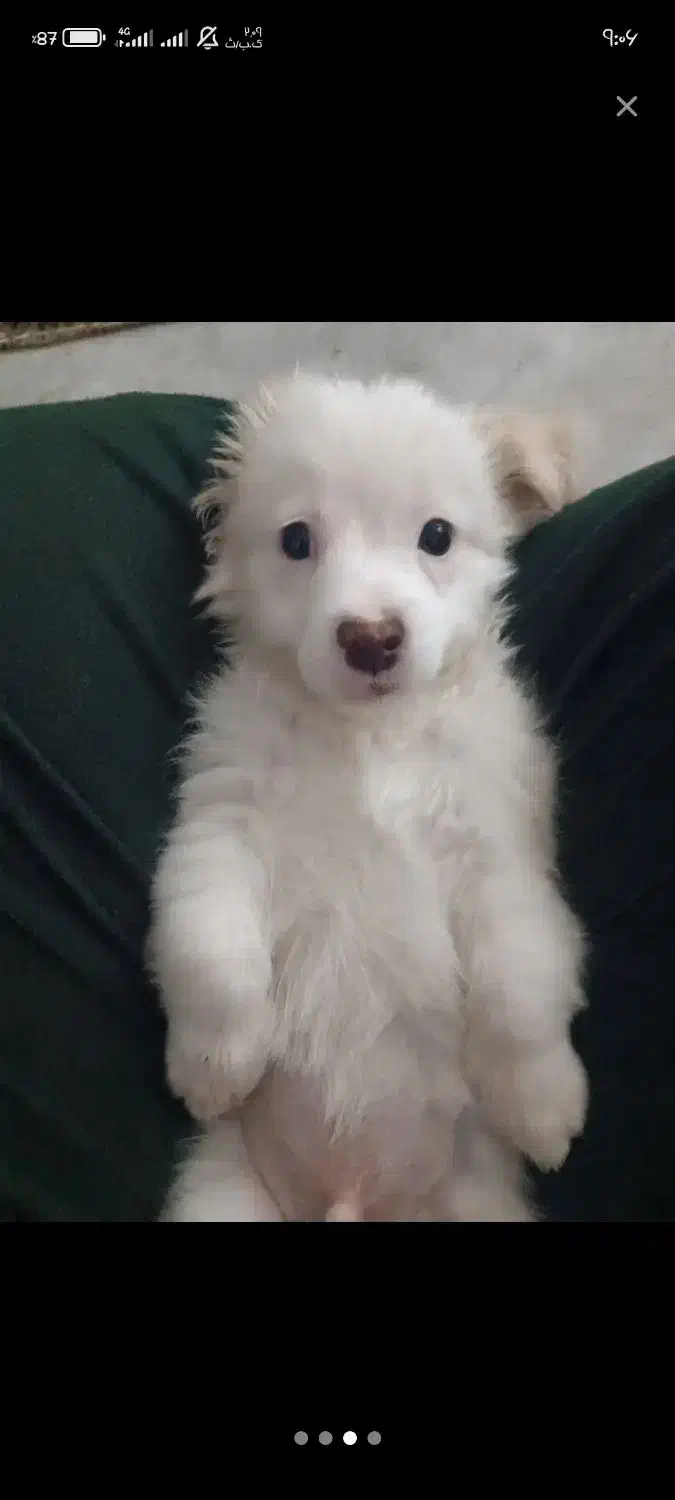 سگ نژاد مالتیپو|سگ|قم, حنیف نژاد|دیوار