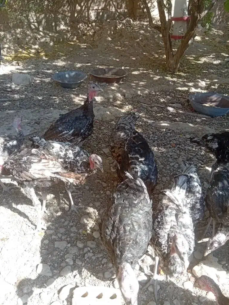 بوقلمون برنز امریکایی|حیوانات مزرعه|کوار, |دیوار