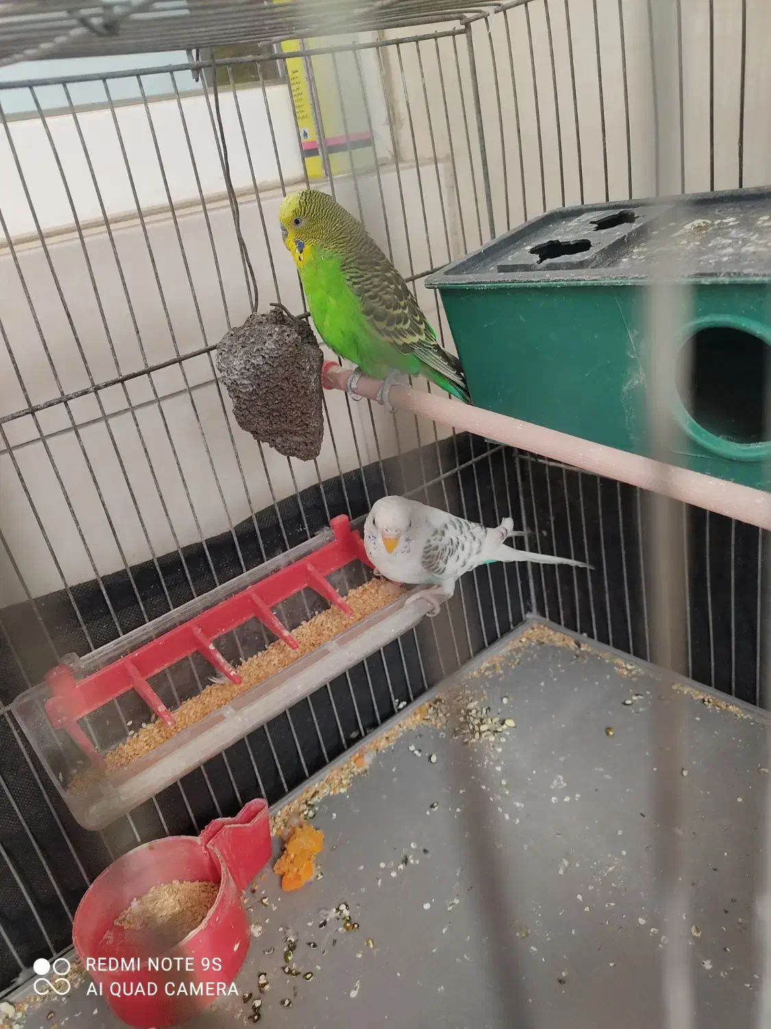 یه جفت مرغ عشق نر سبز ماده آبی|پرنده|تهران, چیتگر شمالی|دیوار