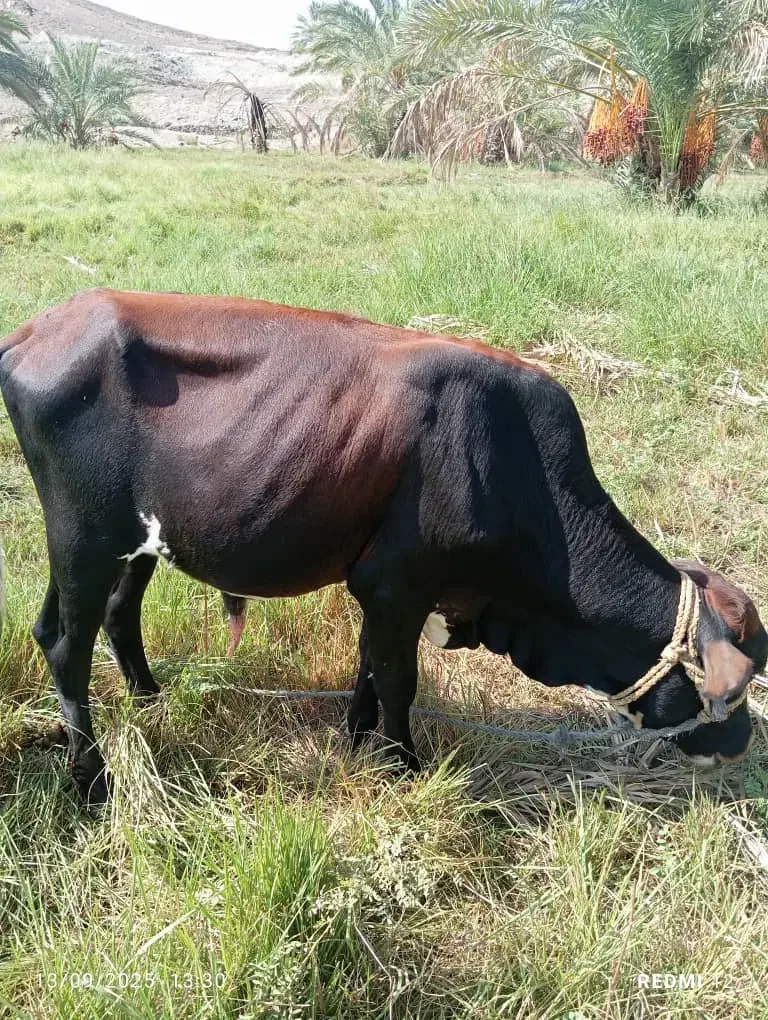 گاو نرفروشی فوری فوری|حیوانات مزرعه|سراوان, |دیوار