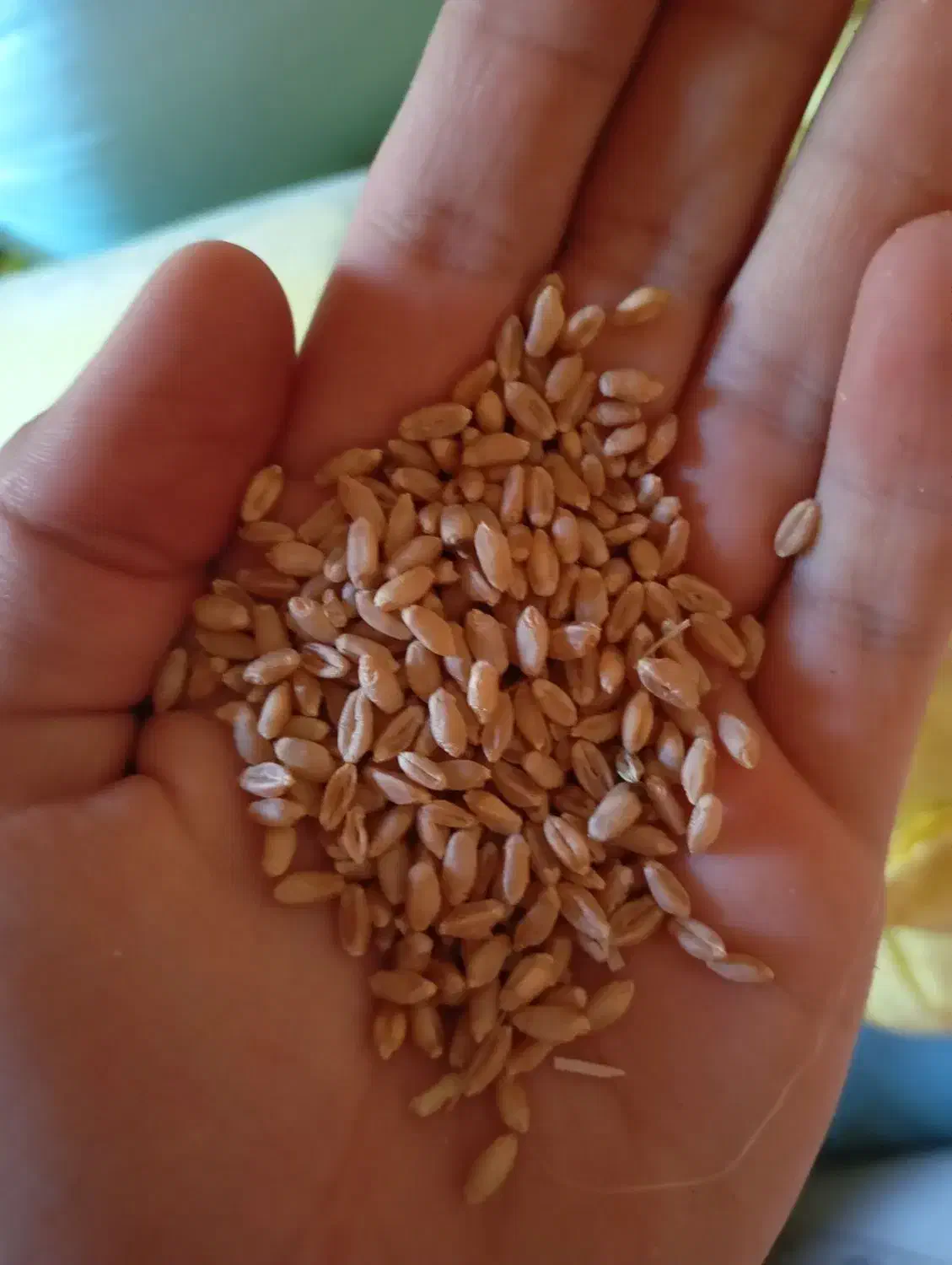 بذر گندم آبی|خدمات باغبانی و درختکاری|زاغه, |دیوار