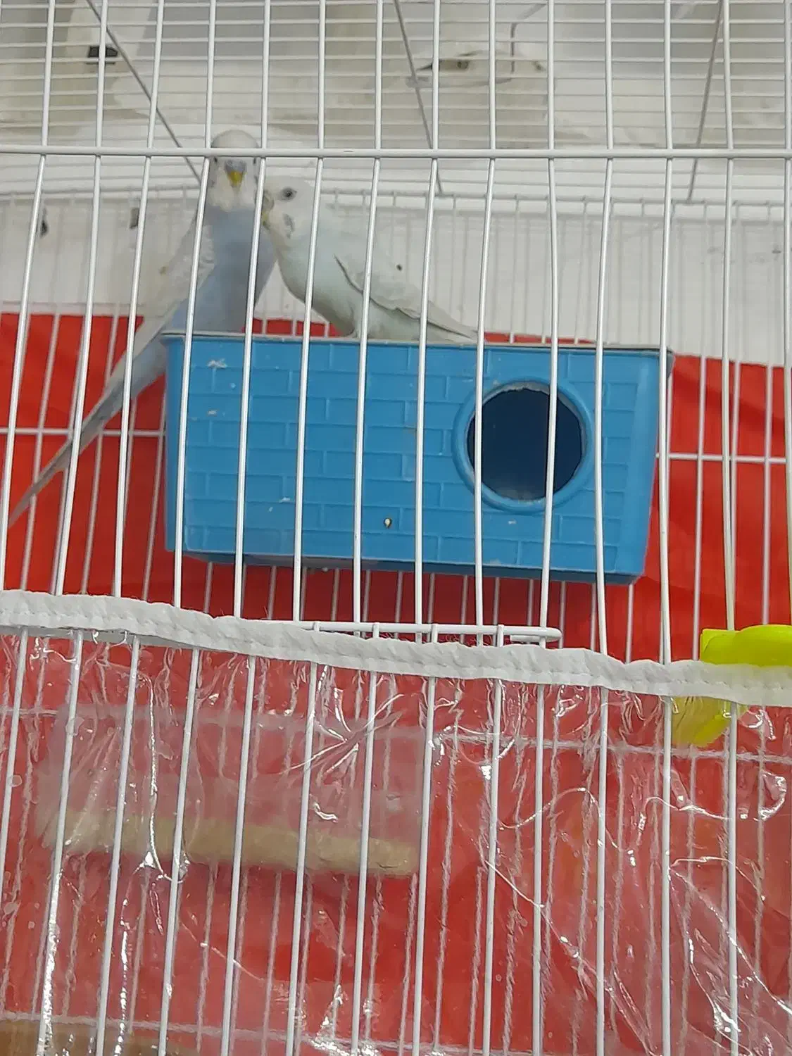 مرغ عشق|پرنده|مشهد, موعود|دیوار