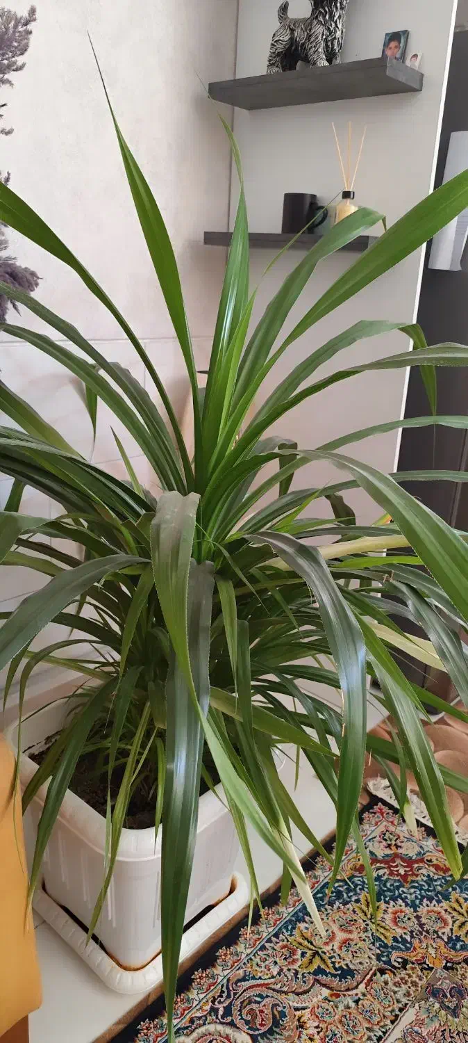 گل آپارتمانی|گل و گیاه طبیعی|شیراز, شهرک والفجر|دیوار