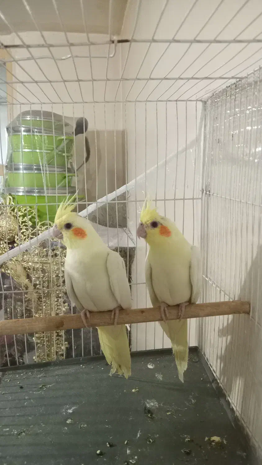 جوجه عروس هلندی لوتیتو چشم شرابی نژاد کینگ|پرنده|مشهد, آبکوه|دیوار