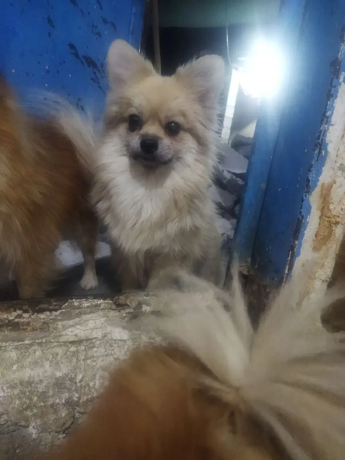 سگ باهوش|سگ|جیرفت, |دیوار