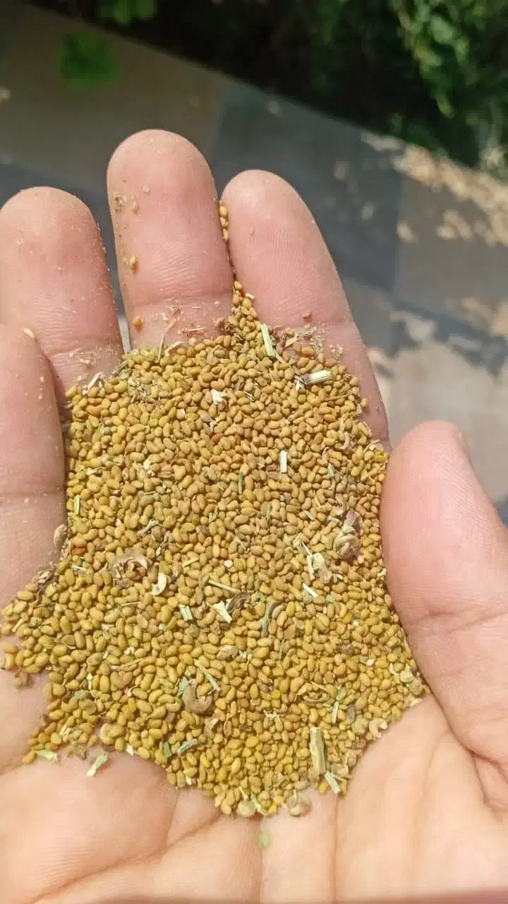 بذر یونجه|خدمات باغبانی و درختکاری|کهنوج, |دیوار