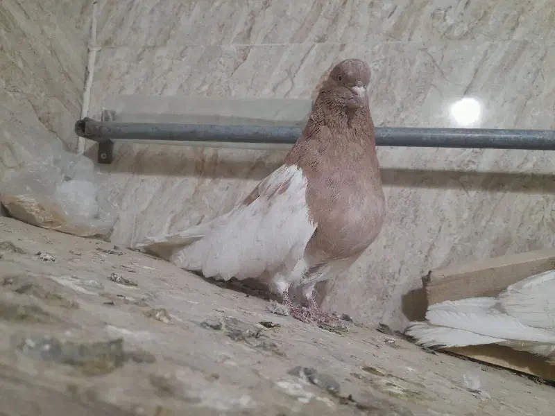 کبوتر کله دار|پرنده|فامنین, |دیوار