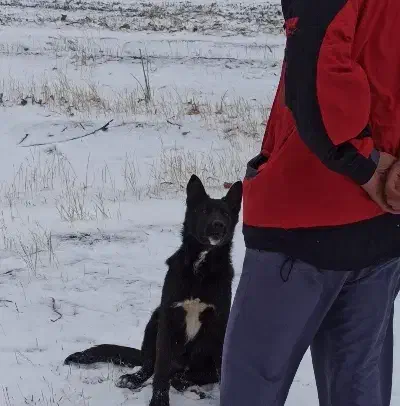 سگ ژرمن بلک|سگ|خاوه, |دیوار