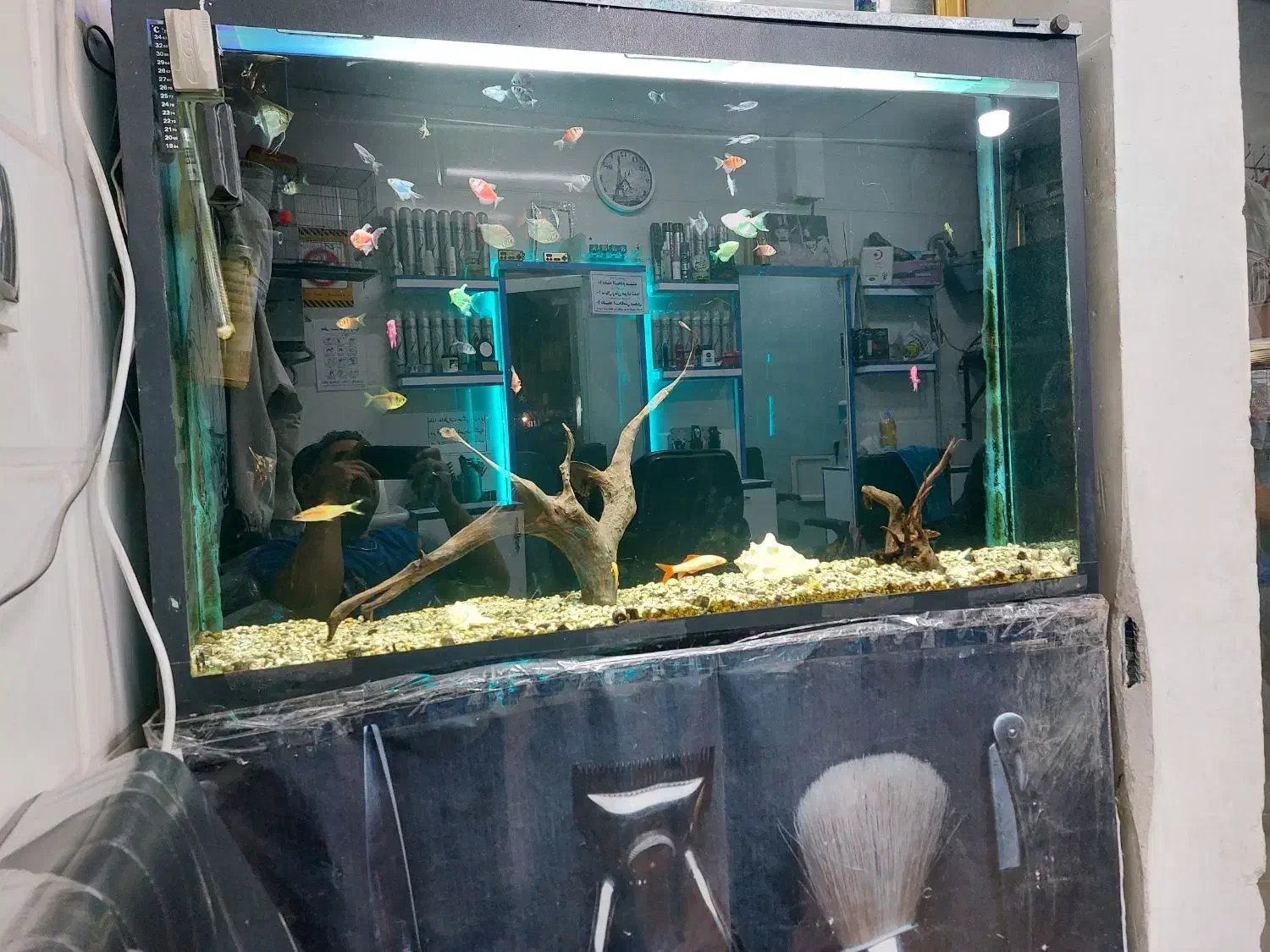 اکواریوم|ماهی|پاکدشت, پاکدشت (مامازند)|دیوار