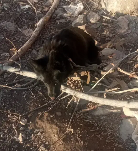 سگ شیتزو|سگ|نیشابور, کشتارگاه|دیوار