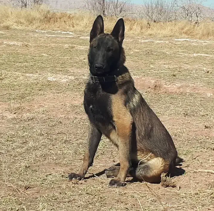 واگذاری توله مالینویز|سگ|کرمان, |دیوار