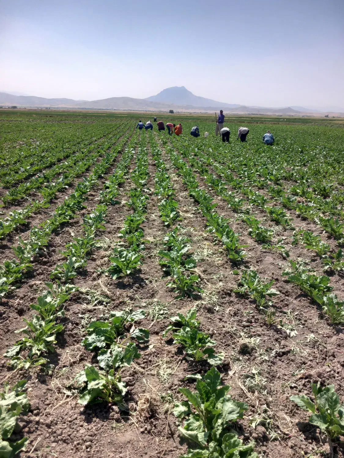 سرکارگر محمدجمالهستم|خدمات باغبانی و درختکاری|اسدآباد, |دیوار