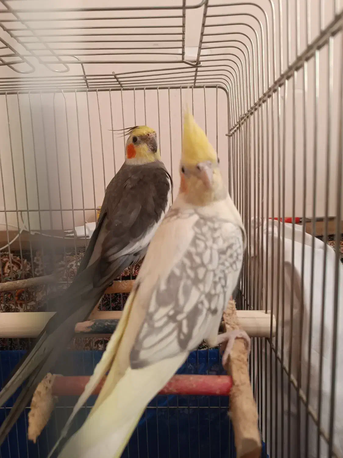 یک جفت عروس هلندی مولد کارداده|پرنده|اقبالیه, |دیوار