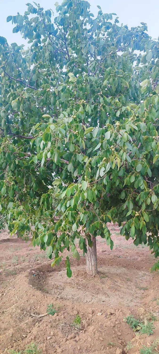 فروش باغ گردو قیمت مناسب|فروش دفتر صنعتی، کشاورزی، تجاری|تویسرکان, |دیوار