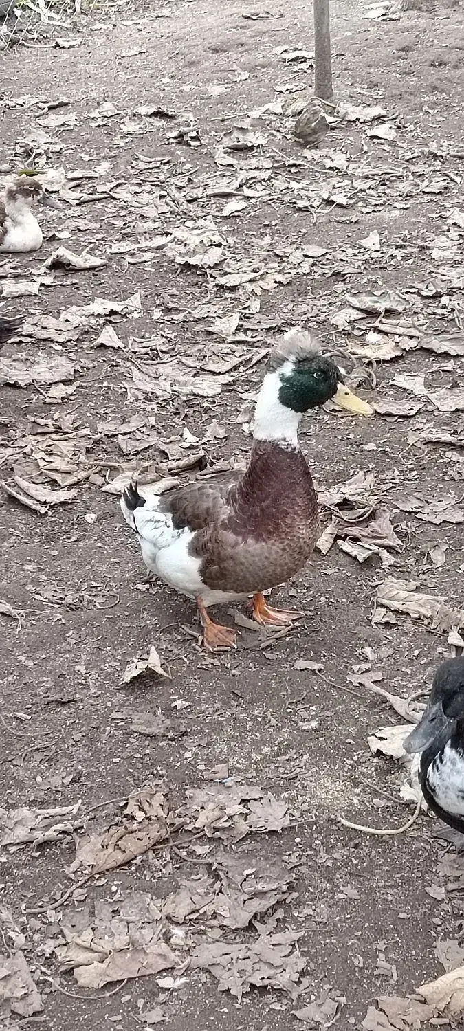 اردک نر کاکلی|حیوانات مزرعه|چوبر, |دیوار