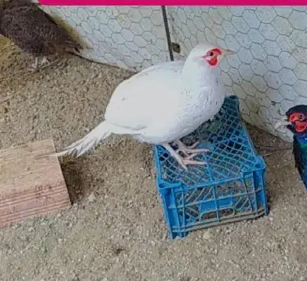 خروسک|حیوانات مزرعه|گالیکش, |دیوار